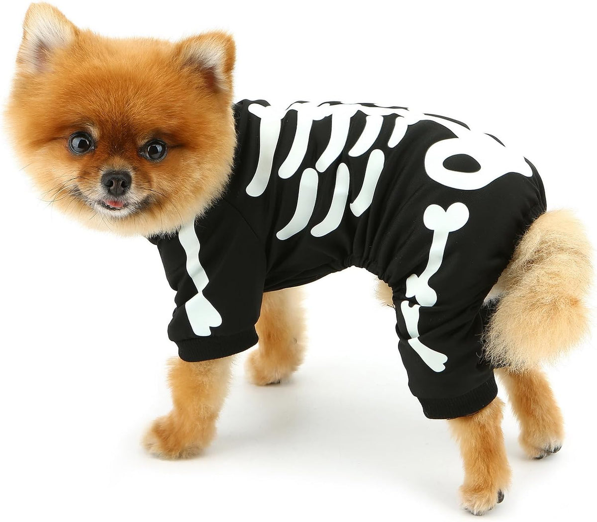 Glow-in-the-Dark Skeleton Pet Costume – side view on a Pomeranian