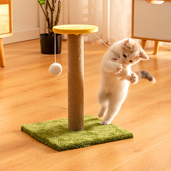 Kitten Playtime