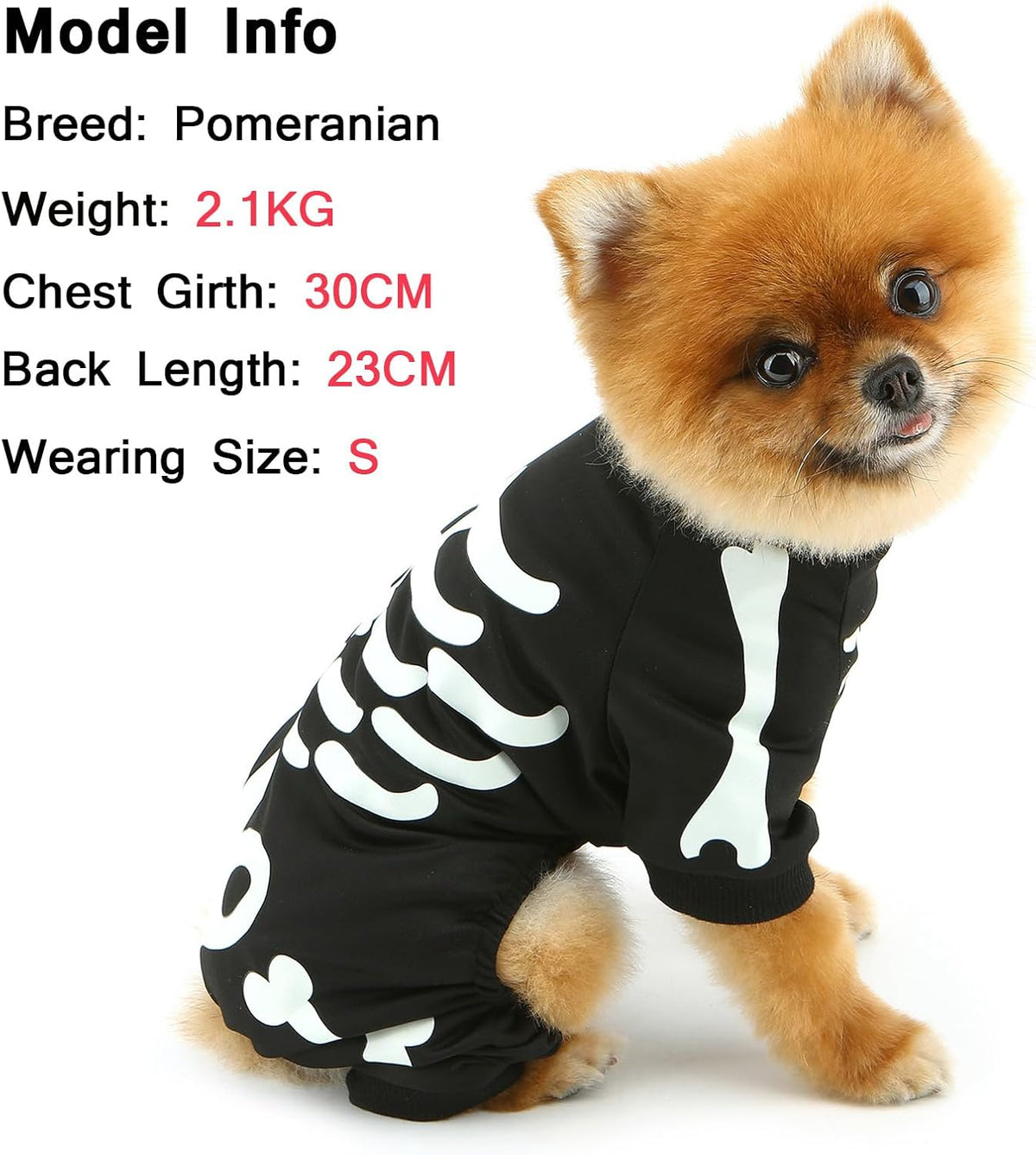 Glow-in-the-Dark Skeleton Pet Costume – 2.1 kg Pomeranian wearing size S