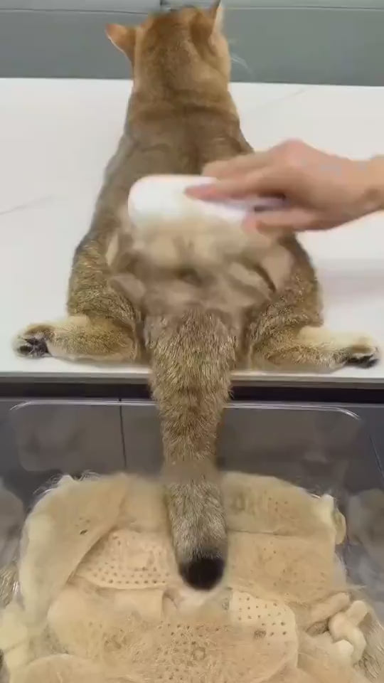 3-in-1 Steam Grooming Brush video