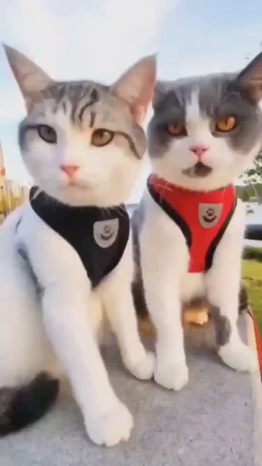 Escape-Proof Cat Harness video