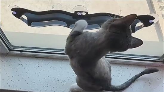 Windowsill Cat Track Ball video