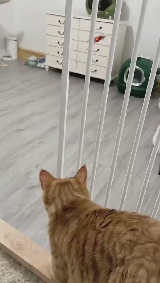 Flying Bird Interactive Cat Toy video